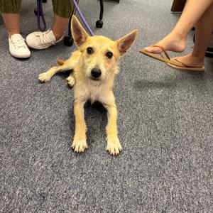 Denis, Terrier, Fox, adult, available for adoption