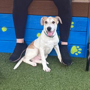 Sesame, Shepherd, available for adoption