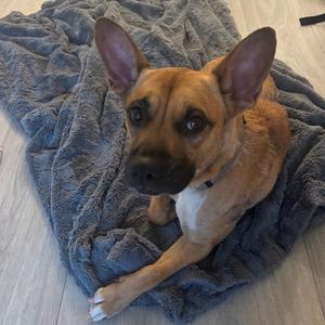 Starlight, Mixed Breed (Medium), adult, available for adoption