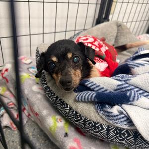 Harry, Chihuahua, Short Coat, senior, available for adoption