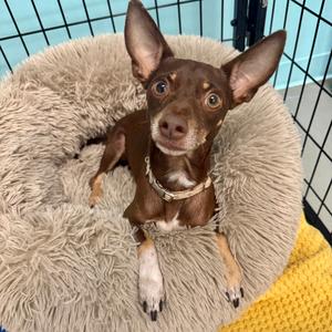 Fondu, Chihuahua, Short Coat, adult, available for adoption