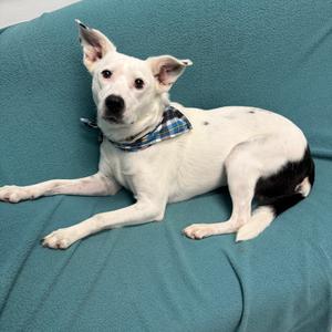 Coconut, Cattle Dog, adult, available for adoption