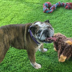 Doobie, Bulldog, English, senior, available for adoption