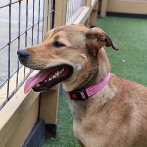 Yuna, Mixed Breed (Medium), adult, available for adoption