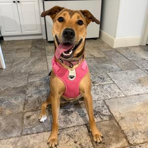 Yuna, Mixed Breed (Medium), adult, available for adoption