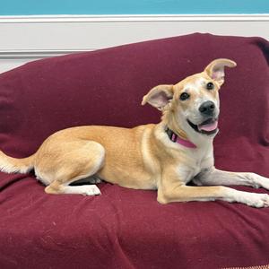 Stella, Mixed Breed (Medium), adult, available for adoption