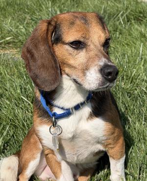 Cricket, Beagle, adult, available for adoption