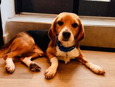Fruit Loop, Beagle, adult, available for adoption