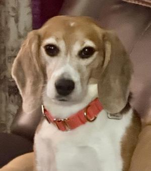 Timmy, Beagle, young, available for adoption
