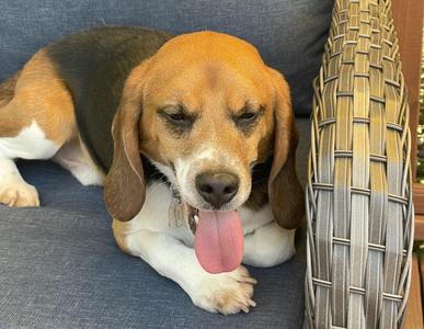Skeeter, Beagle, adult, available for adoption