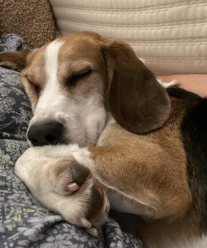 Cade, Beagle, adult, available for adoption