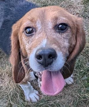 A close-up photograph of a beagle looking directly at the camera with its tongue hanging out.