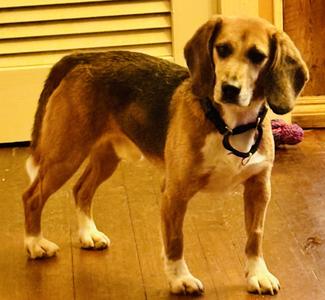 Raven, Beagle, adult, available for adoption