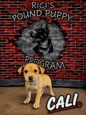 Cali, Hound / Labrador Retriever, puppy, available for adoption