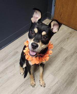 Baby Bell, Shepherd / Rottweiler, young, available for adoption