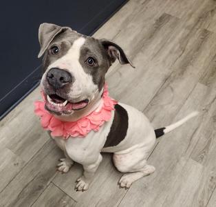 A happy dog wearing a pink ruffled collar, sitting on a wooden floor.