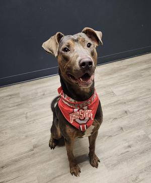 Bolivar, Doberman Pinscher, young, available for adoption