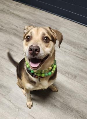 A happy dog with a green beaded collar sitting on a wooden floor.