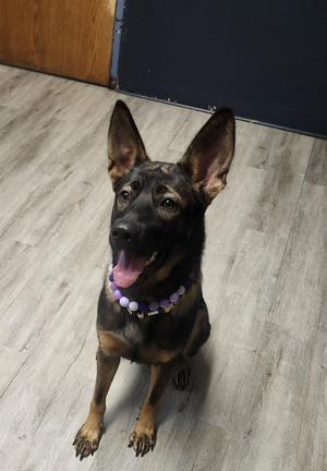 Andarna, German Shepherd Dog, young, available for adoption