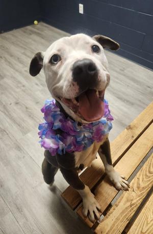 Cannellini, Pit Bull Terrier, adult, available for adoption