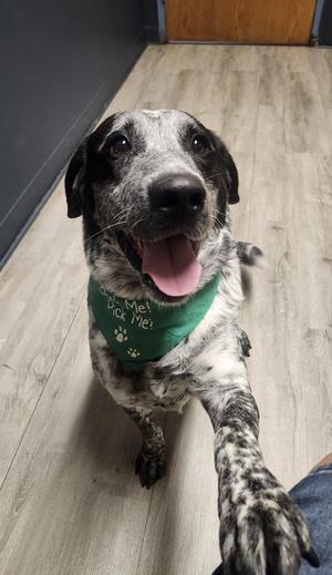 Bluey, Australian Cattle Dog / Blue Heeler, adult, available for adoption