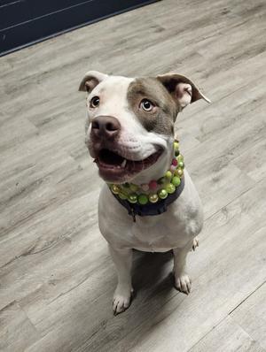 A happy dog wearing a colorful beaded collar, sitting on a wooden floor.