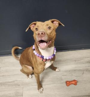 Certified Good Girl, Pit Bull Terrier, young, available for adoption