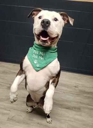 Chonk Norris, Pit Bull Terrier, adult, available for adoption