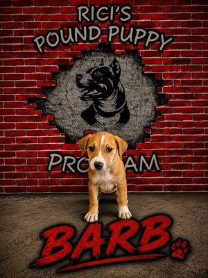 Barb (Prison Program), Hound / Labrador Retriever, puppy, available for adoption