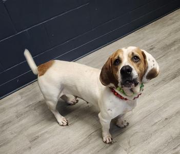 Butterbean, Basset Hound, adult, available for adoption