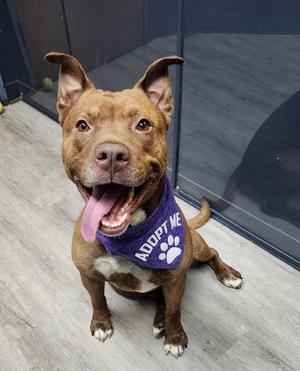 Bardot, Pit Bull Terrier, adult, available for adoption