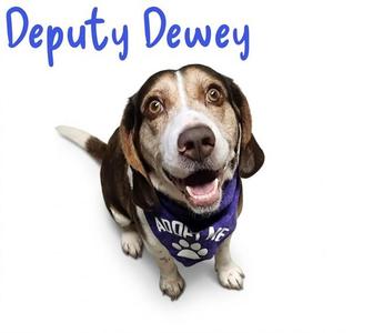 Deputy Dewey, a beagle mix wearing a purple bandana that says "ADOPT ME", looking up at the camera with a happy expression.