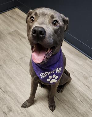 Duncan, Pit Bull Terrier, young, available for adoption