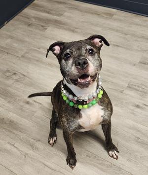 A happy dog wearing a colorful beaded collar, sitting on a wooden floor.