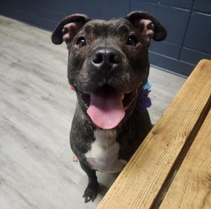 Barbacoa, American Staffordshire Terrier, adult, available for adoption
