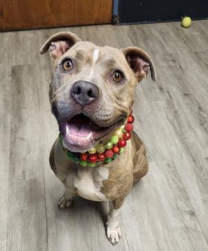 A happy brown and white dog wearing a colorful beaded collar, sitting on a wooden floor.