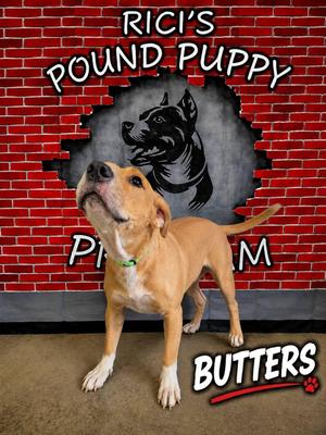 Butters (Prison Program), Hound / Labrador Retriever, young, available for adoption