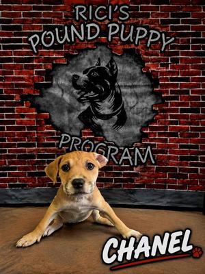 Chanel (Prison Program), Hound / Labrador Retriever, puppy, available for adoption