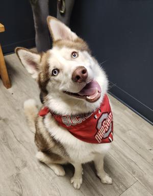 A happy husky dog wearing a red bandana with the word "BULLS" on it, sitting on a wooden floor.