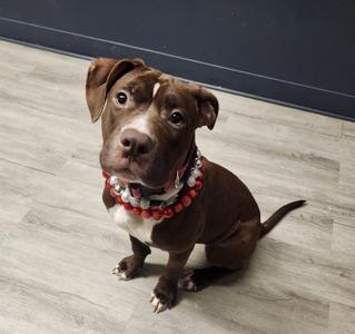 Bread Crumb, Pit Bull Terrier, puppy, available for adoption