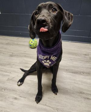 Ditch, Black Labrador Retriever, young, available for adoption