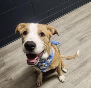Bajingo, Yellow Labrador Retriever, puppy, available for adoption