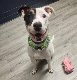 A white dog with black and brown patches on its face, wearing a green beaded collar, sitting on a wooden floor with a pink toy nearby.