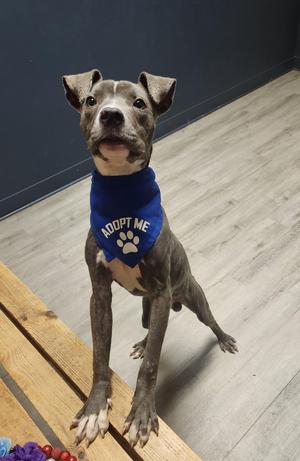 Benny Deadman, Pit Bull Terrier, young, available for adoption