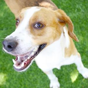 Wiggles, Coonhound, Treeing Walker, adult, available for adoption