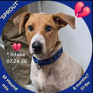 Sprout, Hound, adult, available for adoption