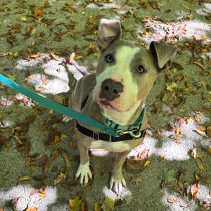 Harley, Terrier, American Pit Bull, adult, available for adoption