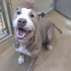 A happy dog with a white face and brown body, wearing a pink collar, sitting in a kennel.