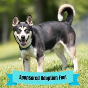 Duke, Husky, adult, available for adoption