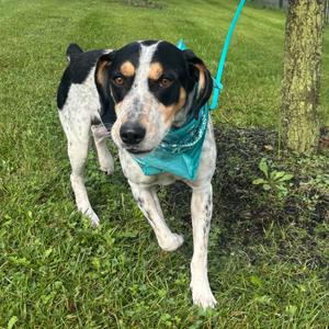 Robert, Mixed Breed (Medium), adult, available for adoption